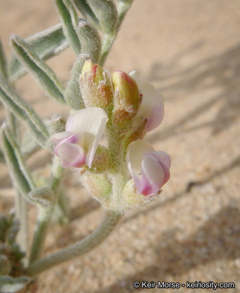 صورة Astragalus aridus A. Gray