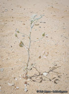 صورة Astragalus aridus A. Gray