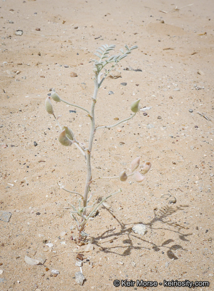 Image of annual desert milkvetch