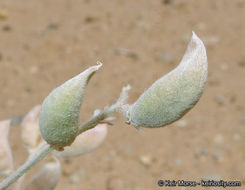 Image of annual desert milkvetch