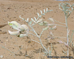 Image of annual desert milkvetch