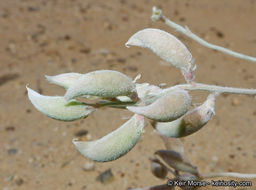 Image of annual desert milkvetch