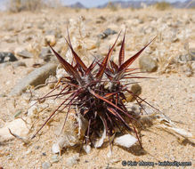 Image of devil's spineflower