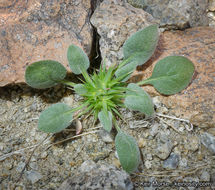 Image of devil's spineflower