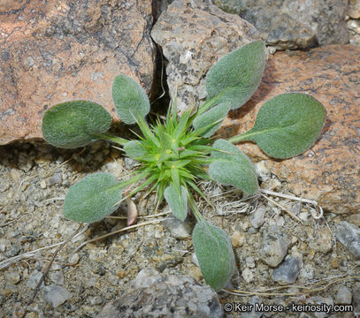 Image of devil's spineflower