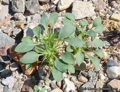 Image of devil's spineflower