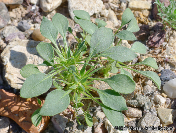 Image of devil's spineflower