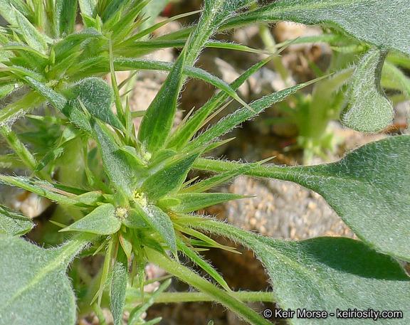 Слика од Chorizanthe rigida (Torr.) Torr. & Gray