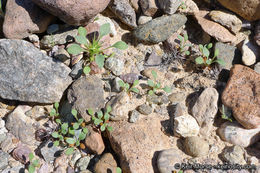 Слика од Chorizanthe rigida (Torr.) Torr. & Gray