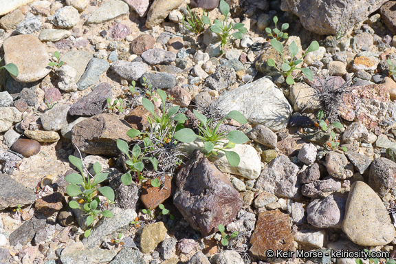 Слика од Chorizanthe rigida (Torr.) Torr. & Gray