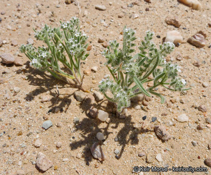 صورة Cryptantha angustifolia (Torr.) Greene