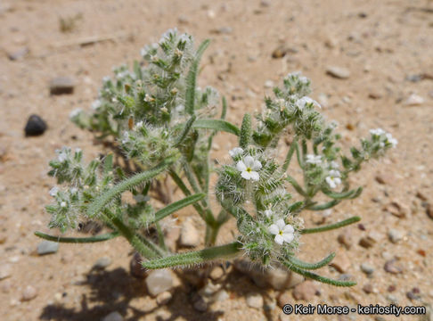 صورة Cryptantha angustifolia (Torr.) Greene