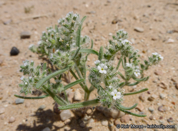 Слика од Cryptantha angustifolia (Torr.) Greene