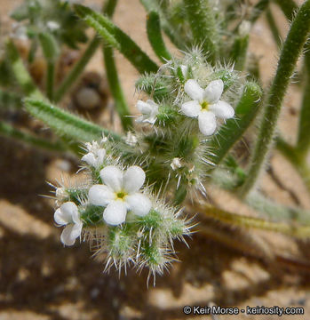 صورة Cryptantha angustifolia (Torr.) Greene