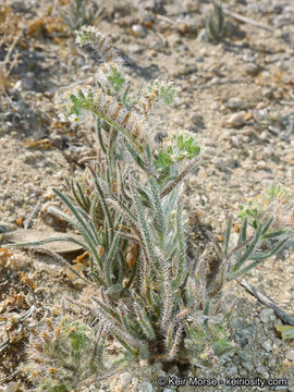 Image of Panamint cryptantha