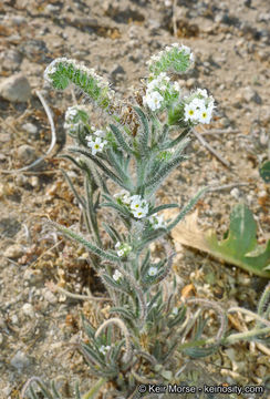 صورة Cryptantha angustifolia (Torr.) Greene