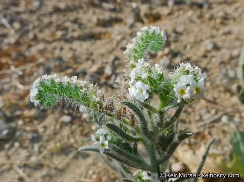 Image of Panamint cryptantha