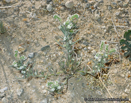 صورة Cryptantha angustifolia (Torr.) Greene