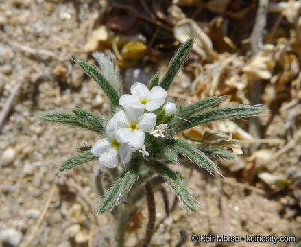 صورة Cryptantha angustifolia (Torr.) Greene