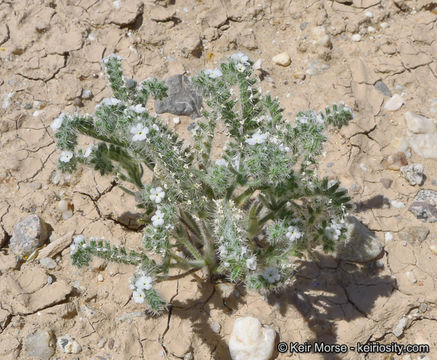 صورة Cryptantha angustifolia (Torr.) Greene