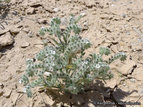 صورة Cryptantha angustifolia (Torr.) Greene