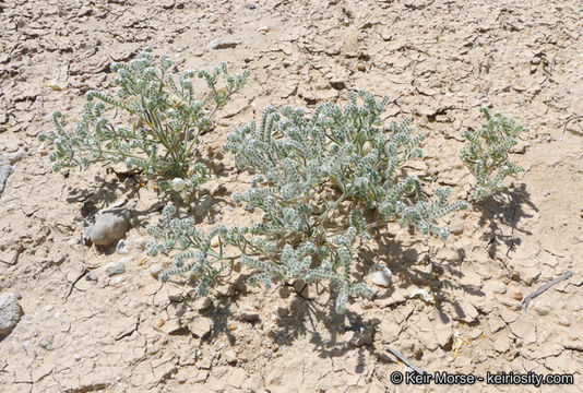 صورة Cryptantha angustifolia (Torr.) Greene