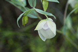 Image of White fairy-lantern