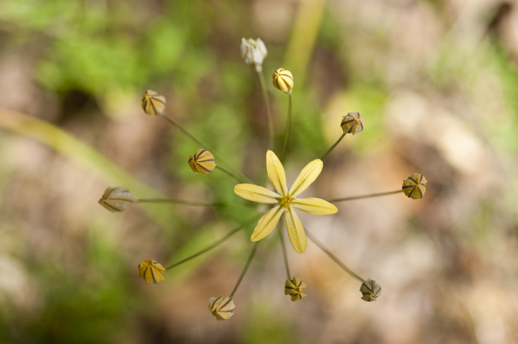 Слика од Triteleia ixioides subsp. scabra (Greene) L. W. Lenz