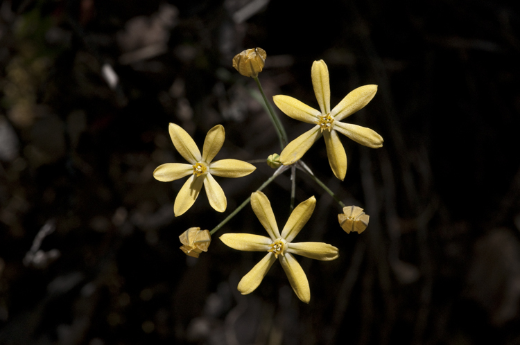 Слика од Triteleia ixioides subsp. scabra (Greene) L. W. Lenz