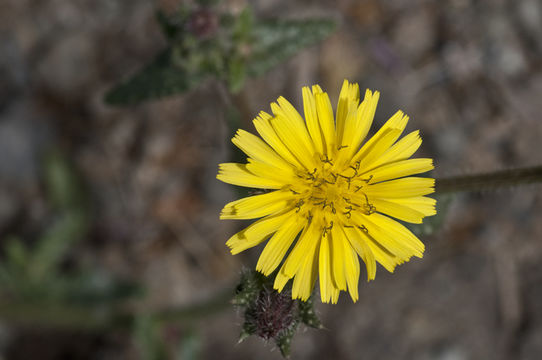 صورة Helminthotheca echioides (L) Holub