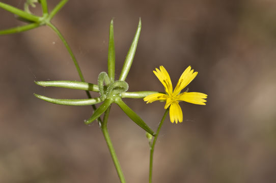 Image of endive daisy