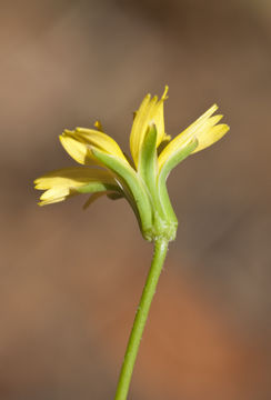 Image of endive daisy