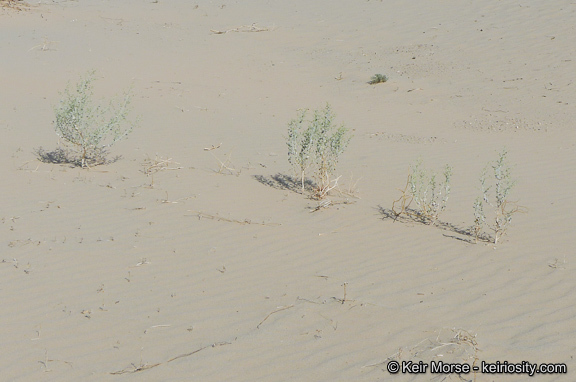 Image of desert twinbugs