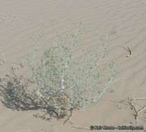 Image of desert twinbugs
