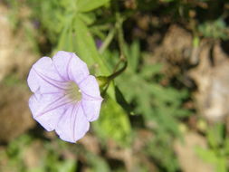 Image of tripleleaf morning-glory