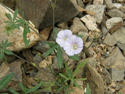 Imagem de Ipomoea ternifolia var. leptotoma (Torr.) J. A. Mc Donald