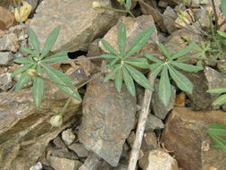 Imagem de Ipomoea ternifolia var. leptotoma (Torr.) J. A. Mc Donald