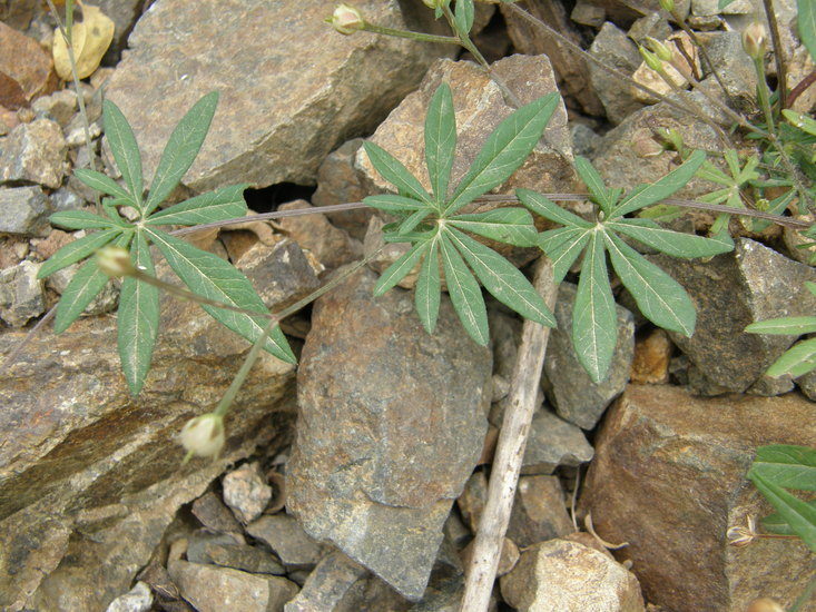 Imagem de Ipomoea ternifolia var. leptotoma (Torr.) J. A. Mc Donald