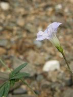 Image of tripleleaf morning-glory