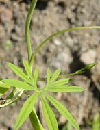 Imagem de Ipomoea ternifolia var. leptotoma (Torr.) J. A. Mc Donald