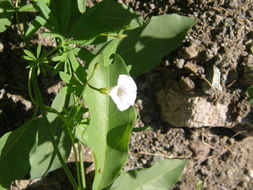 Imagem de Ipomoea ternifolia var. leptotoma (Torr.) J. A. Mc Donald