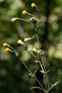 Image of rayless arnica