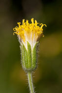 Image of rayless arnica