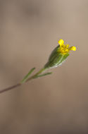 Image of wireweed