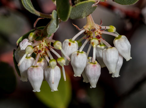 Image of pointleaf manzanita