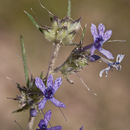 Imagem de Ipomopsis multiflora (Nutt.) V. Grant