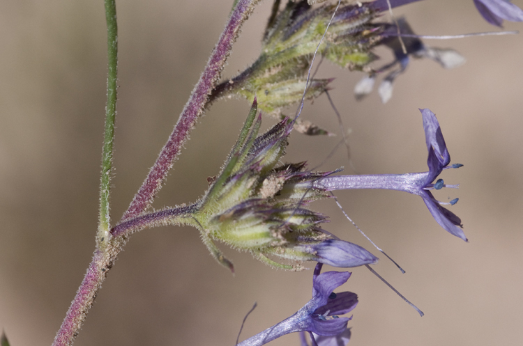 Image of manyflowered ipomopsis