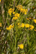 Plancia ëd Euthamia occidentalis Nutt.