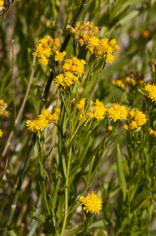 Plancia ëd Euthamia occidentalis Nutt.