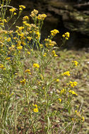 Plancia ëd Euthamia occidentalis Nutt.